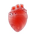 The external structure of the human heart.